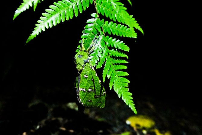 Glow Worms Private Tour - Nocturnal Rainforest Walk - Booking and Reservation Details