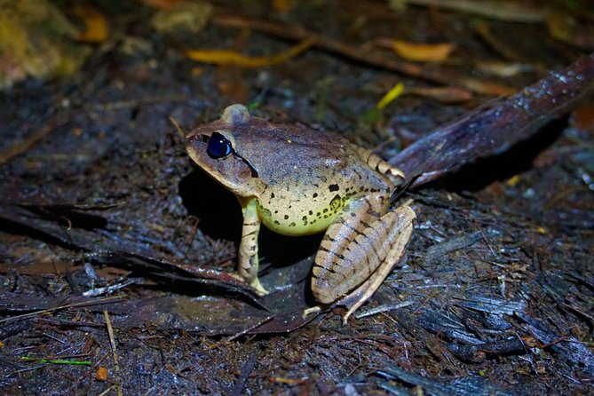 Glow Worms Private Tour - Nocturnal Rainforest Walk - Weather Conditions and Rescheduling
