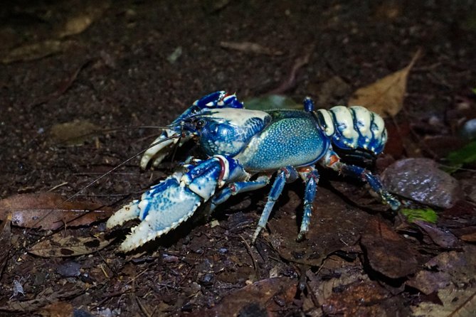 Glow Worms Private Tour - Nocturnal Rainforest Walk - Additional Information and Contact Details