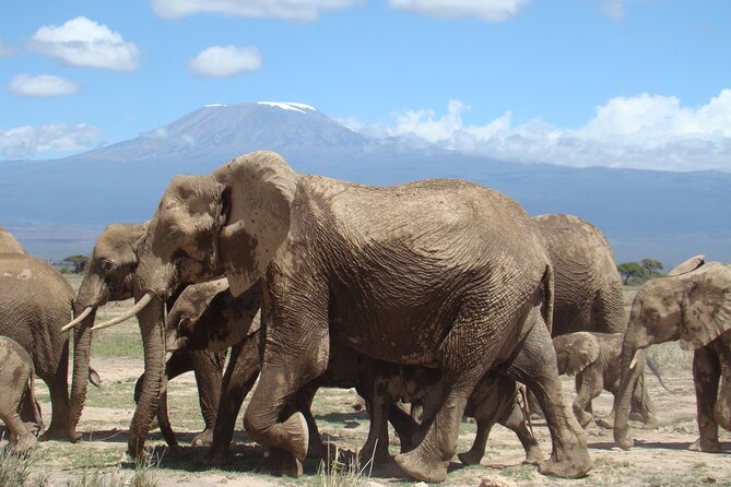 GO Amboseli 1 Day Safari - Good To Know