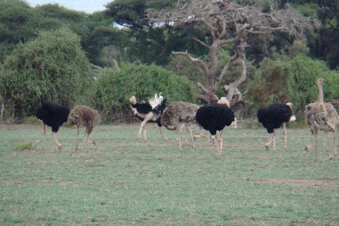 GO Amboseli 1 Day Safari - Location Details