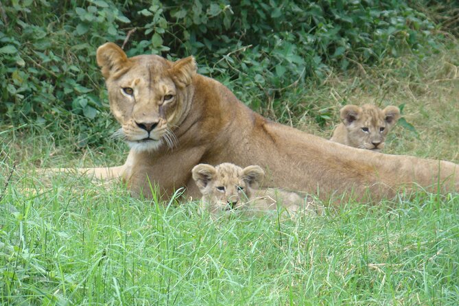 GO Amboseli 1 Day Safari - Booking Process