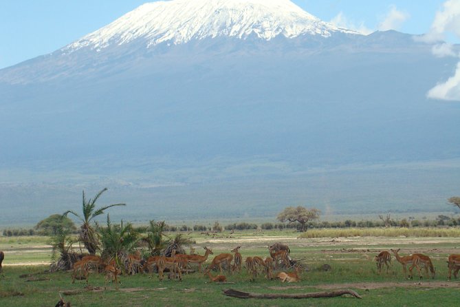 GO Amboseli 1 Day Safari - Transportation Options