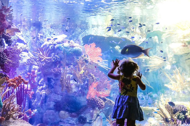 Go City - San Diego All-Inclusive Pass - Put the USS Midway and harbor on your shortlist