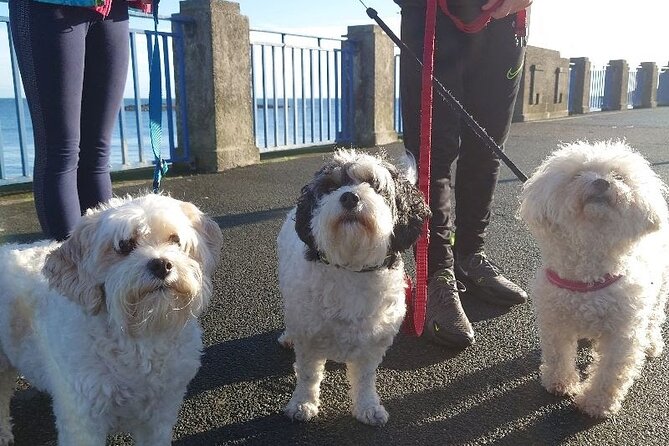 Go Quest Adventures - Self Guided Treasure Hunt in Douglas, Isle of Man - Common Questions