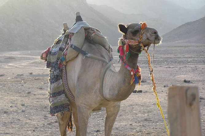 Go Wild and Drive Quad - Quad Biking Adventure Overview