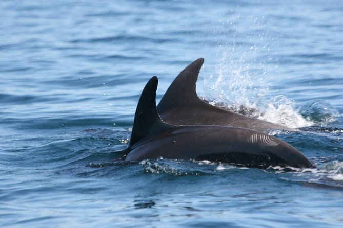 Goa Dolphin Tales Tour - Good To Know