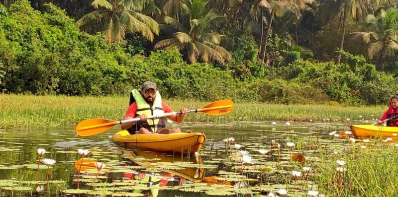 Goa Kayaking : Backwaters and Mangrove Kayaking Experience - The Route and Itinerary: What to Expect
