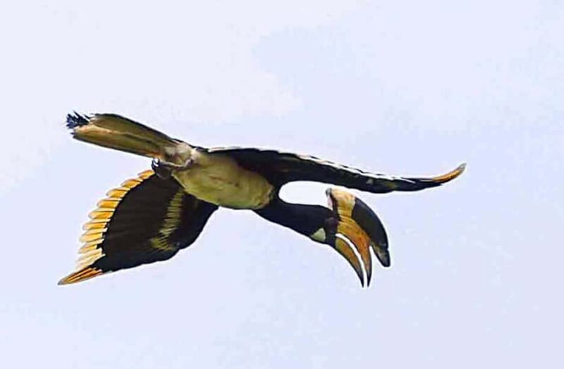 Goa: Riverside Forest Birdwatching Tour with Breakfast - An Honest Look at the Riverside Forest Birdwatching Tour