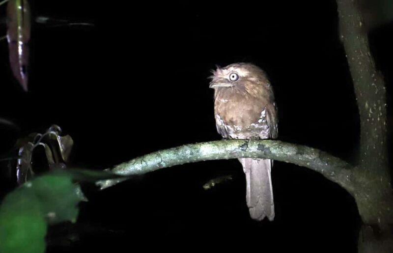 Goa: Riverside Forest Birdwatching Tour with Breakfast - Good To Know