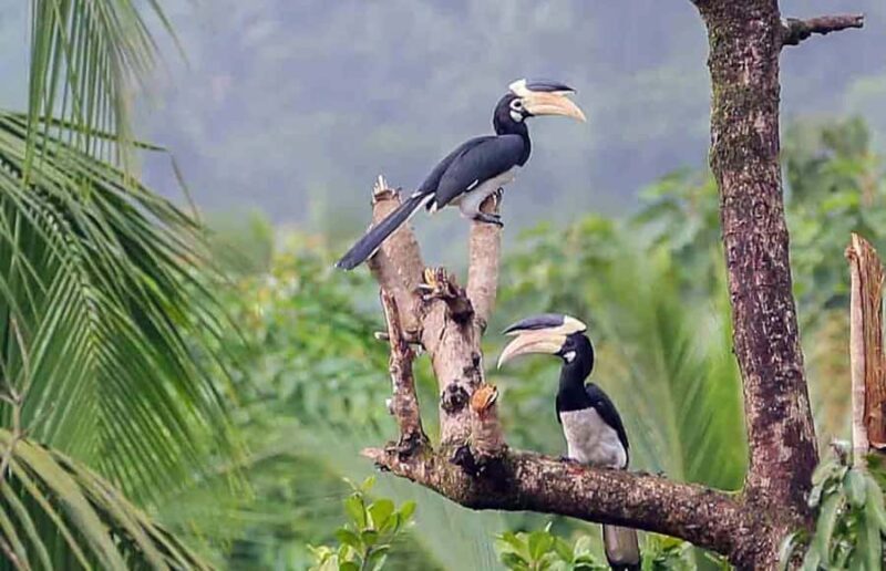 Goa: Riverside Forest Birdwatching Tour with Breakfast - Discovering Goa’s Riverside Forest Birdwatching Tour
