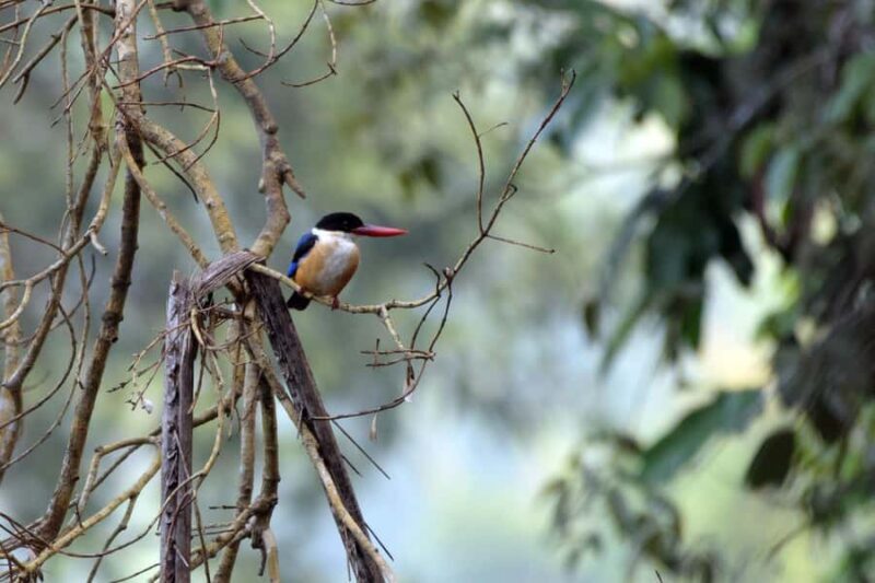 Goa: Riverside Forest Birdwatching Tour with Breakfast - Transportation and Accessibility