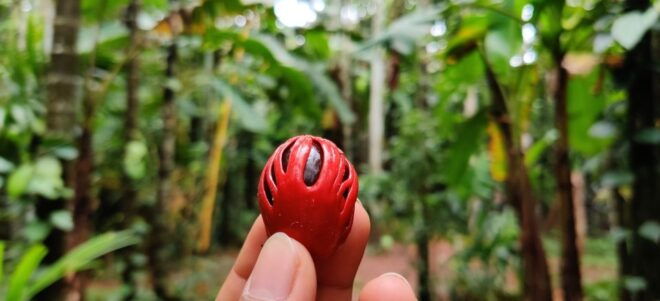 Goa: Spice Plantation Tour and Traditional Local Lunch - Indulging in a Traditional Goan Lunch