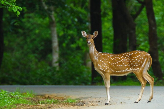 Goa to Anshi National Park, Extension to Wildlife Safari Tour - Inclusions and Exclusions