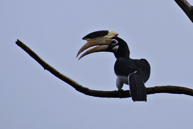 Goa to Anshi National Park, Extension to Wildlife Safari Tour - Reviews and Ratings