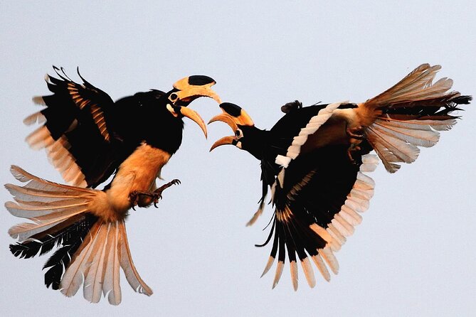 Goa to Anshi National Park, Extension to Wildlife Safari Tour - Itinerary Highlights