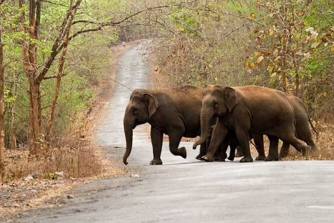 Goa to Anshi National Park, Extension to Wildlife Safari Tour - Wildlife Safari Experience