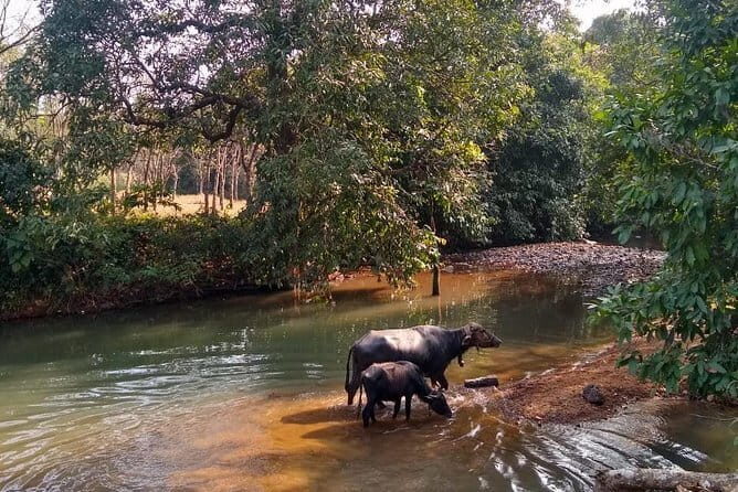 Goan Village Life Tour - A Deep Dive into the Itinerary