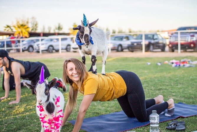 Goat and Alpaca Yoga With Cow Cuddling Gilbert Arizona - Overview and Activity Details