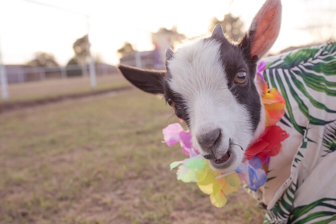 Goat and Alpaca Yoga With Cow Cuddling Gilbert Arizona - Yoga Mat Options and Rental