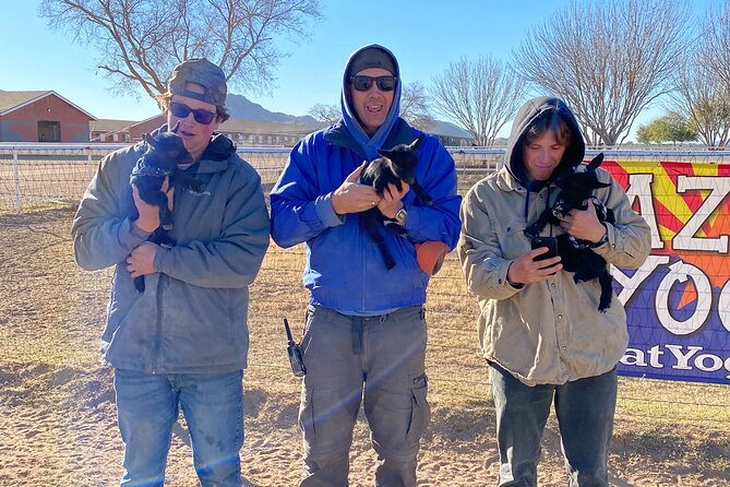 Goat and Alpaca Yoga With Cow Cuddling Gilbert Arizona - Opportunity for Cow Cuddling
