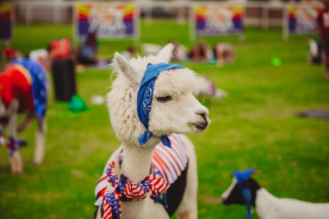 Goat and Alpaca Yoga With Cow Cuddling Gilbert Arizona - Cancellation Policy and Weather Requirements