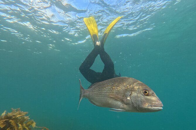 Goat Island Experience Advanced Snorkel Tour - The Starting Point and Location
