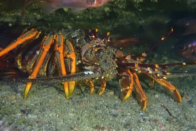 Goat Island Experience Advanced Snorkel Tour - The Marine Reserve Experience