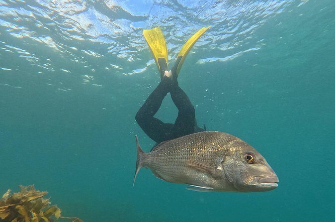 Goat Island Experience Advanced Snorkel Tour - Guides and Safety