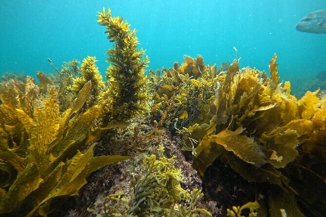 Goat Island Experience Guided Boat Dive - A Close Look at the Itinerary