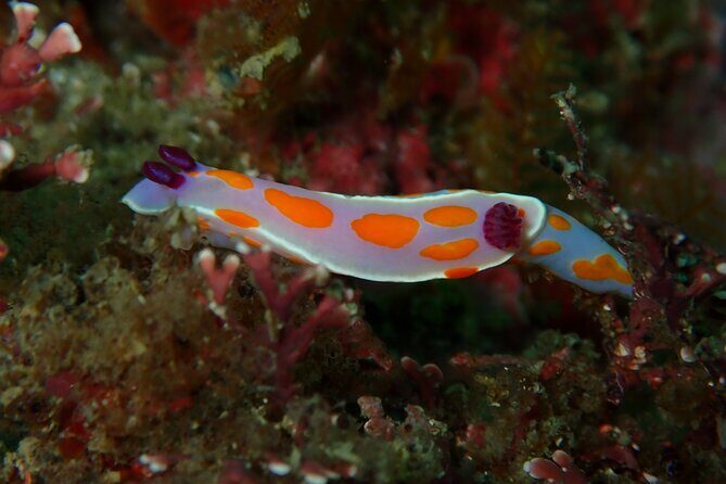 Goat Island Experience Guided Boat Dive - The Sum Up