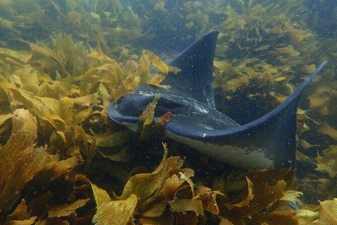 Goat Island Experience Guided Boat Snorkel Tour - The Experience of Guided Snorkeling in New Zealand’s First Marine Reserve