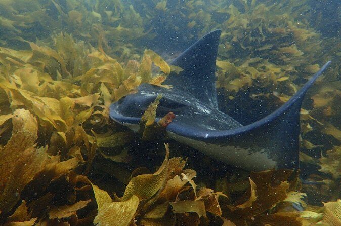 Goat Island Experience Guided Boat Snorkel Tour - Who Will Love This Tour?