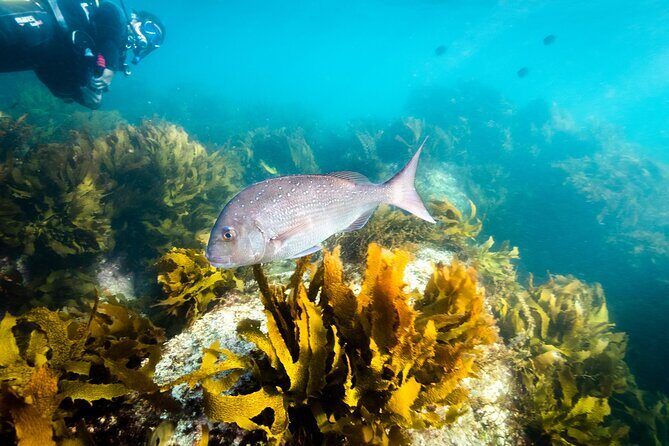 Goat Island Experience Guided Shore Dive - What to Expect from the Experience