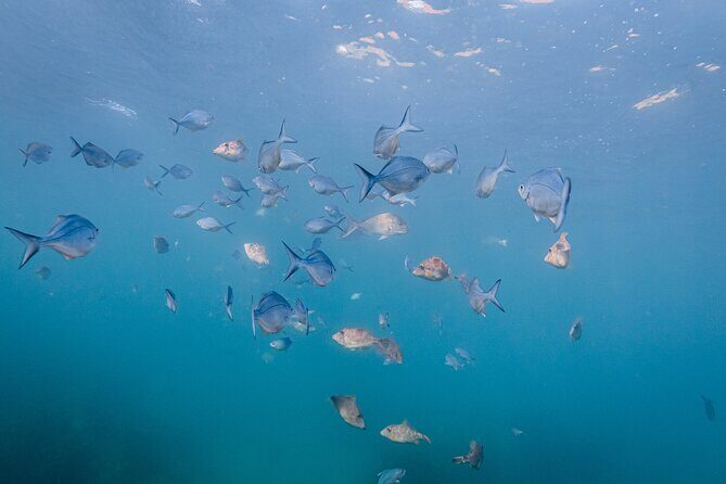 Goat Island Experience Guided Shore Dive - Price and Value