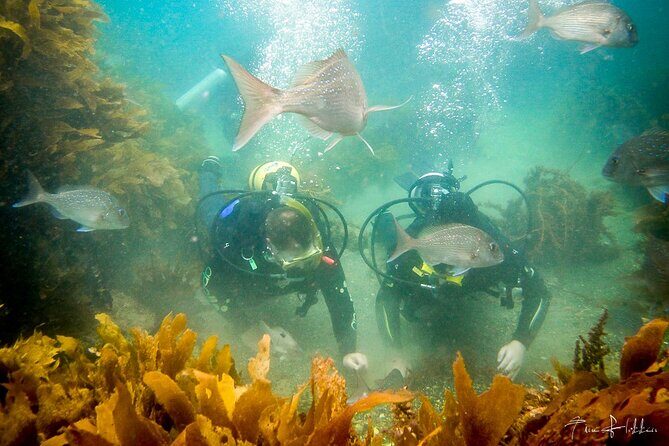 Goat Island Experience Guided Shore Dive - The Sum Up