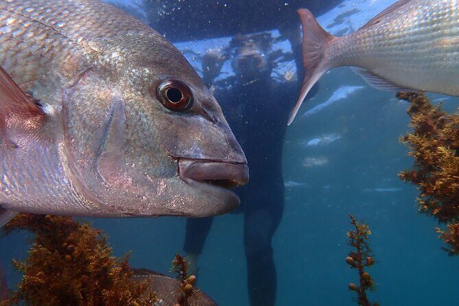 Goat Island Experience Guided Snorkelling for Beginners - Overview of the Goat Island Experience Guided Snorkelling for Beginners