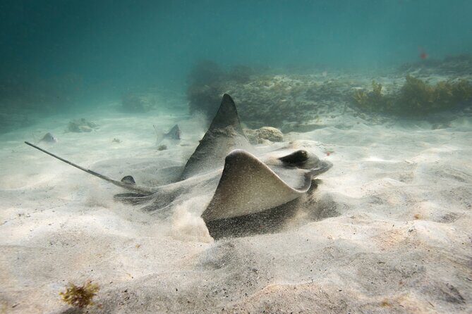 Goat Island Experience Guided Snorkelling for Beginners - Why This Snorkelling Tour Stands Out