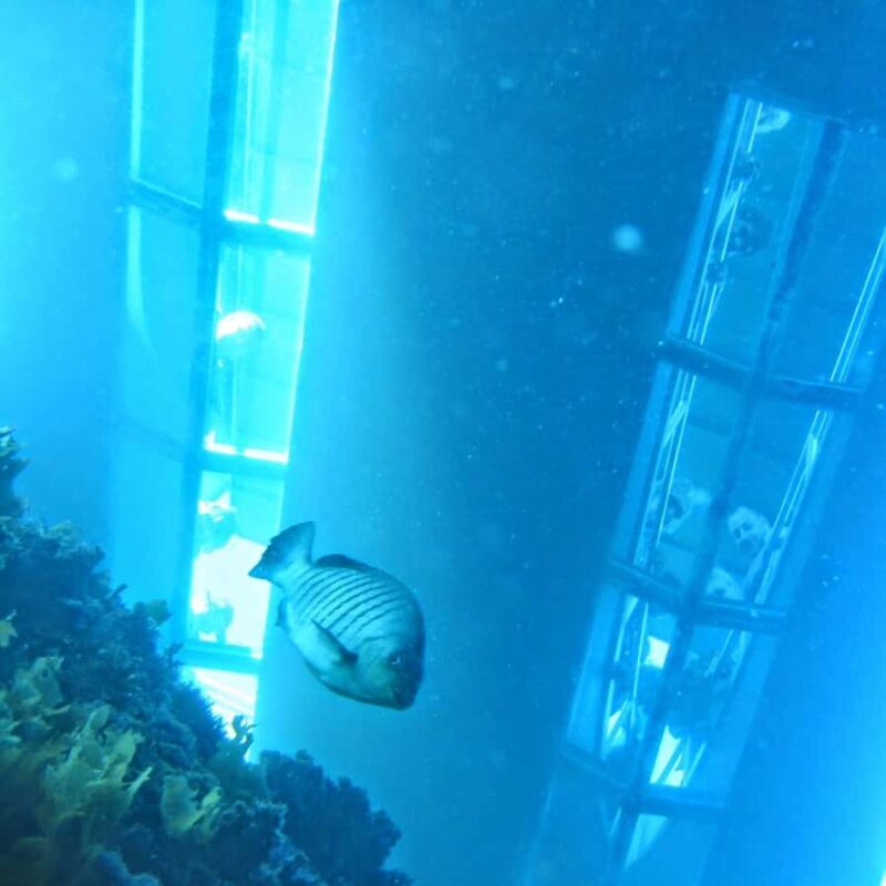 Goat Island: Glass Bottom Boat Tour - An In-Depth Look at the Goat Island Glass Bottom Boat Tour