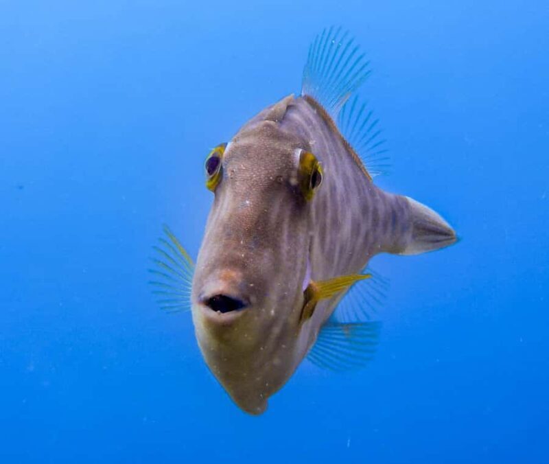 Goat Island Guided Snorkeling Tour for Beginners - Good To Know