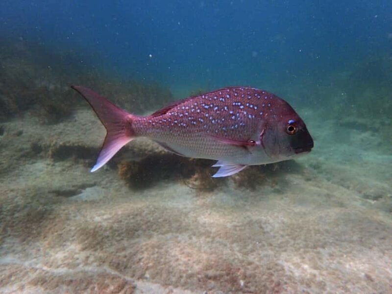 Goat Island Guided Snorkeling Tour for Beginners - FAQs