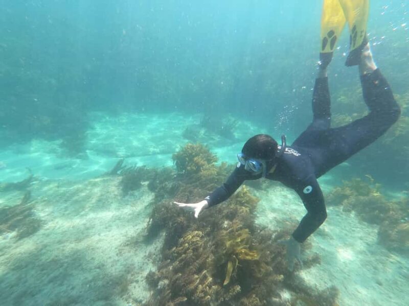 Goat Island Guided Snorkelling Tour For Advanced - A Closer Look at the Tour Experience