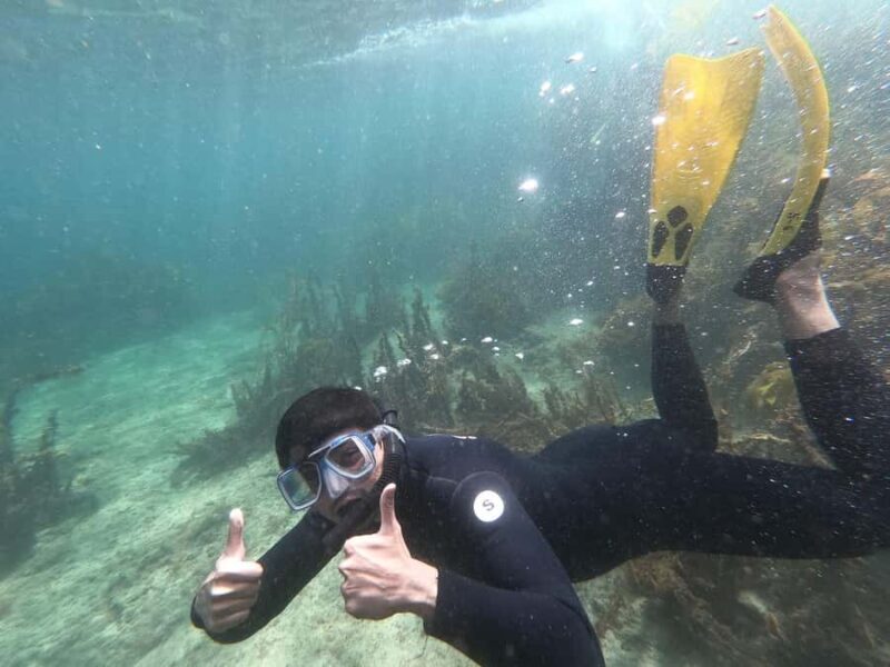 Goat Island Guided Snorkelling Tour For Advanced - Who Will Love This Tour?