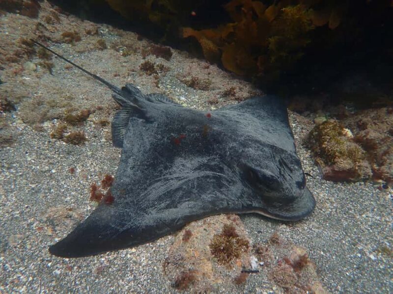 Goat Island Guided Snorkelling Tour For Advanced - The Sum Up