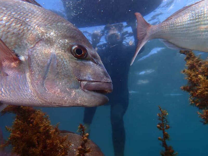 Goat Island Guided Snorkelling Tour For Advanced - FAQ