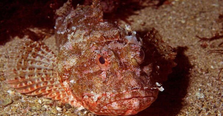 Goat Island Marine Reserve: Full-Day Dive Charter - Activity Details