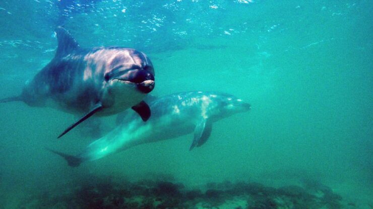 Goat Island Marine Reserve: Full-Day Dive Charter - Diving Experience
