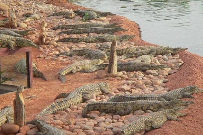 Goat on Trees & Crocodile Park Including Tickets and Hotel Pickup - Good To Know