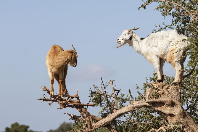 Goat on Trees & Crocodile Park Including Tickets and Hotel Pickup - Pricing and Booking Details