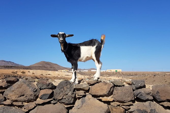 Goat Trekking Fuerteventura - How to Book Your Goat Trekking Adventure in Fuerteventura